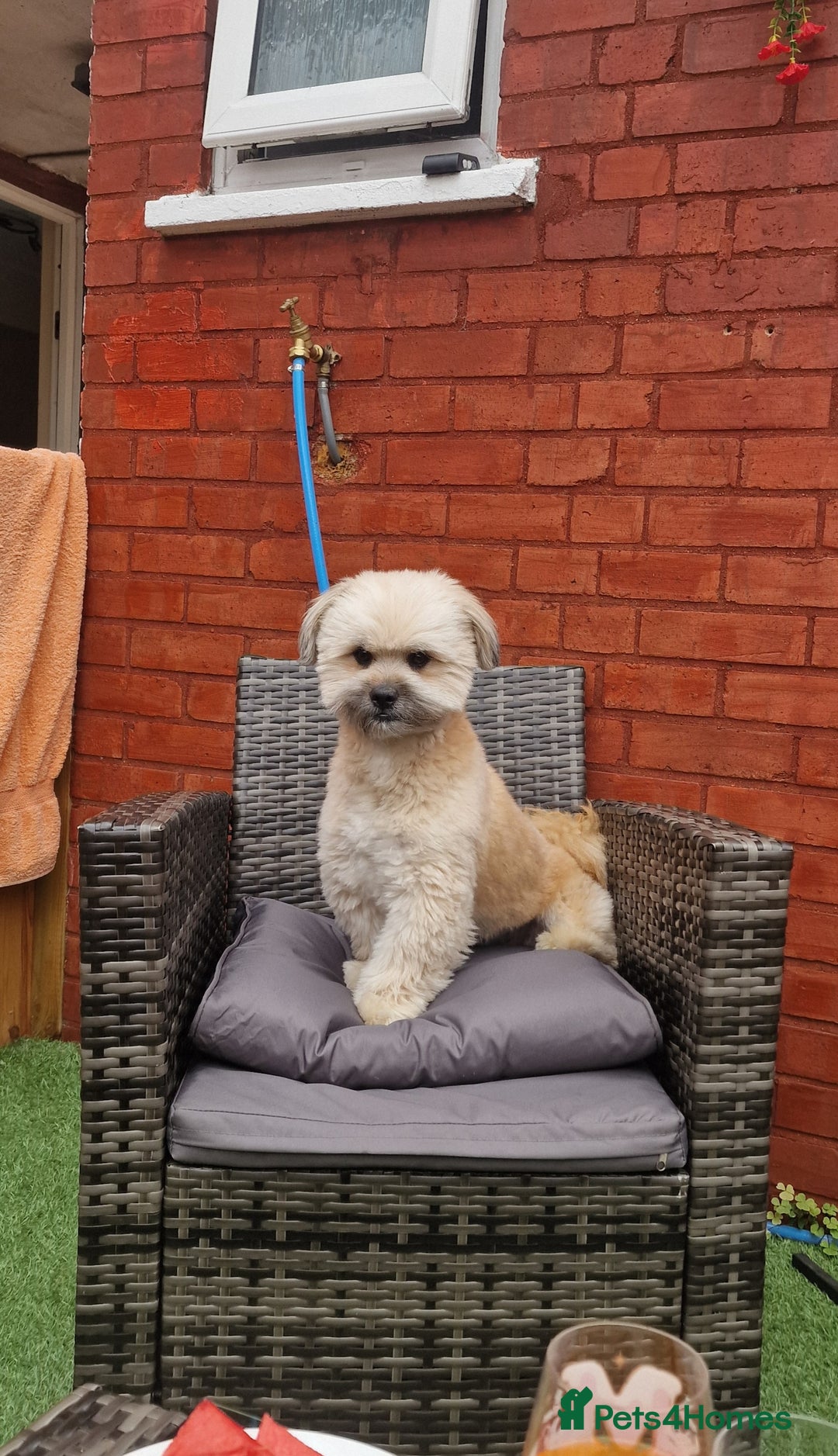 Mixed Breed dogs for sale: Puppie girl - Image 6