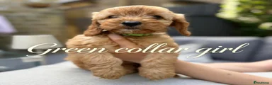 Cockapoo 3
