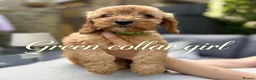 Cockapoo dogs for sale: Precious Toy Cockapoo f2 puppies - Advert 10