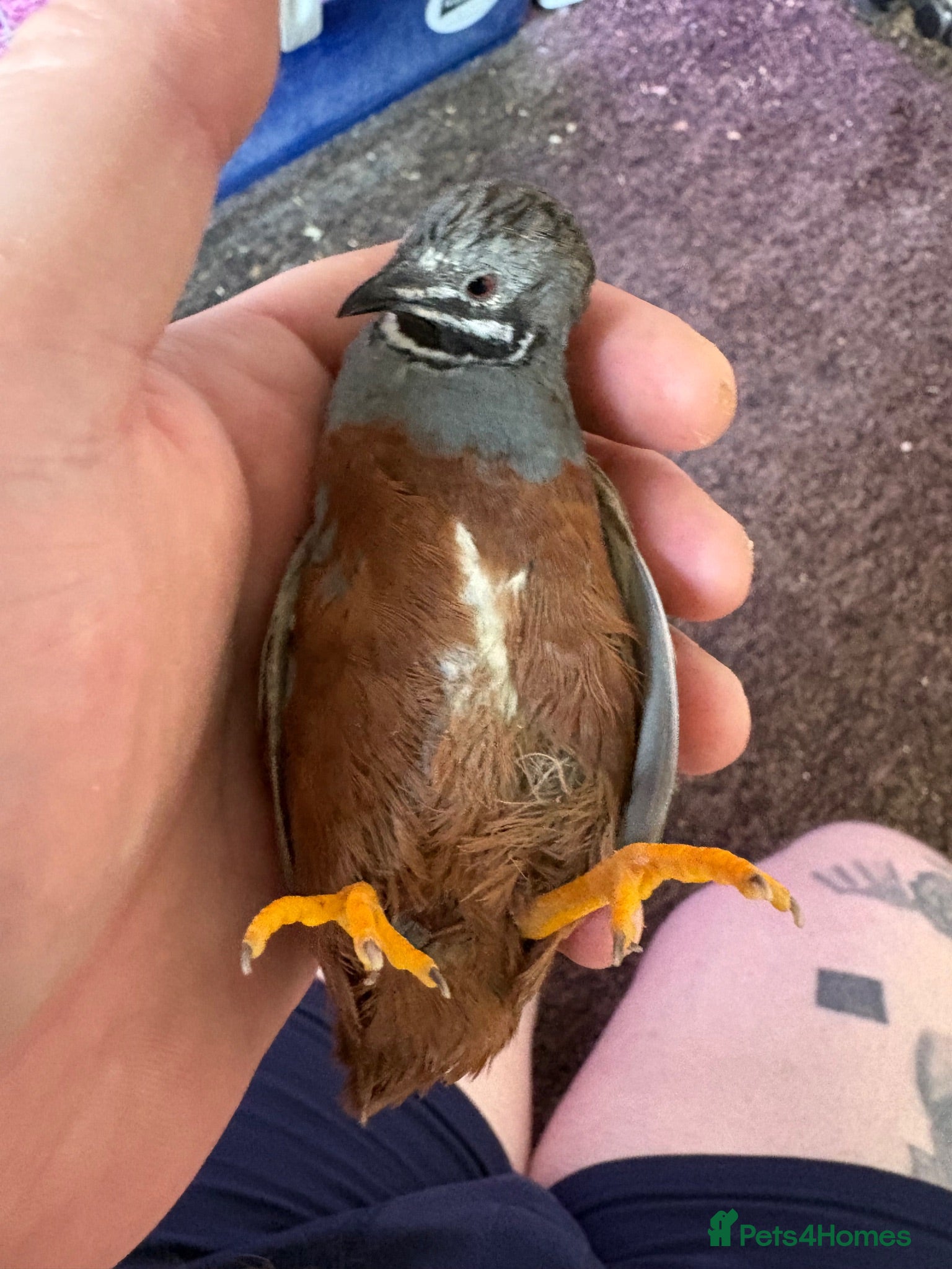 Quail poultry Button quail  - Advert 2