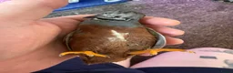 Quail poultry for sale: Button quail  - Advert 9