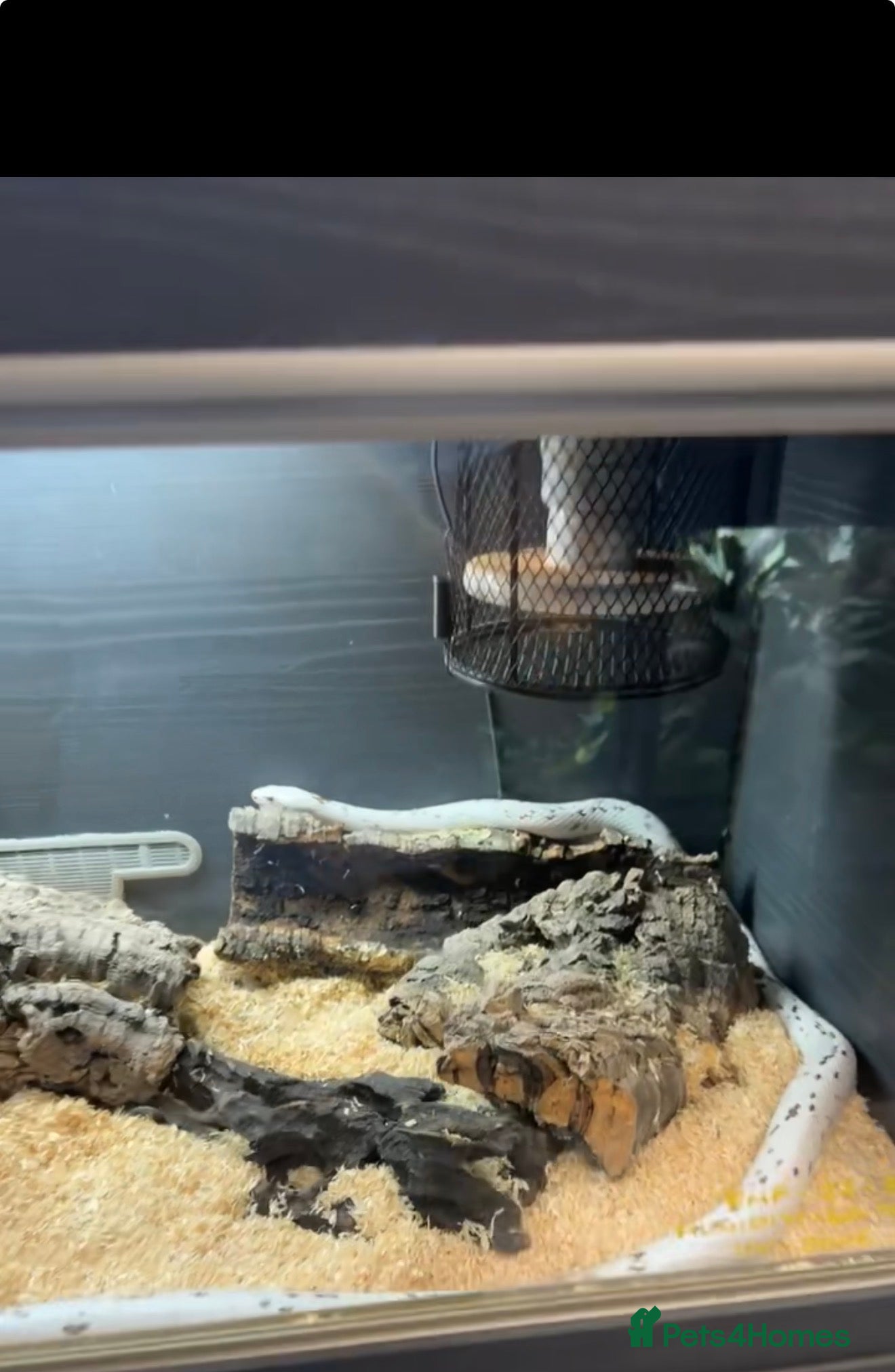 Corn Snake reptiles for sale: Palmetto cornsnake for sale!! MALDON/ESSEX - Advert 2