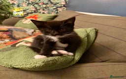 Mixed Breed cats for sale: Adorable Kittens  - Advert 1