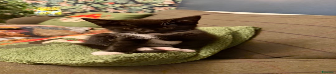 Mixed Breed Kitten 1