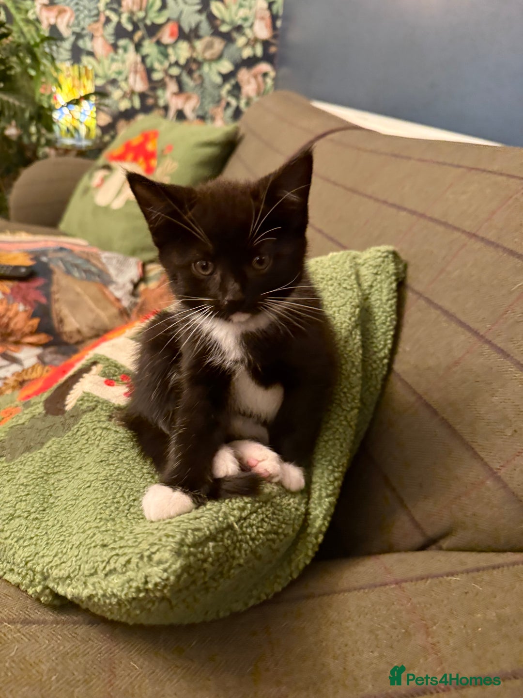 Mixed Breed cats for sale: Adorable Kittens  - Advert 1