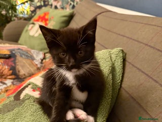 Mixed Breed cats - Advert 22