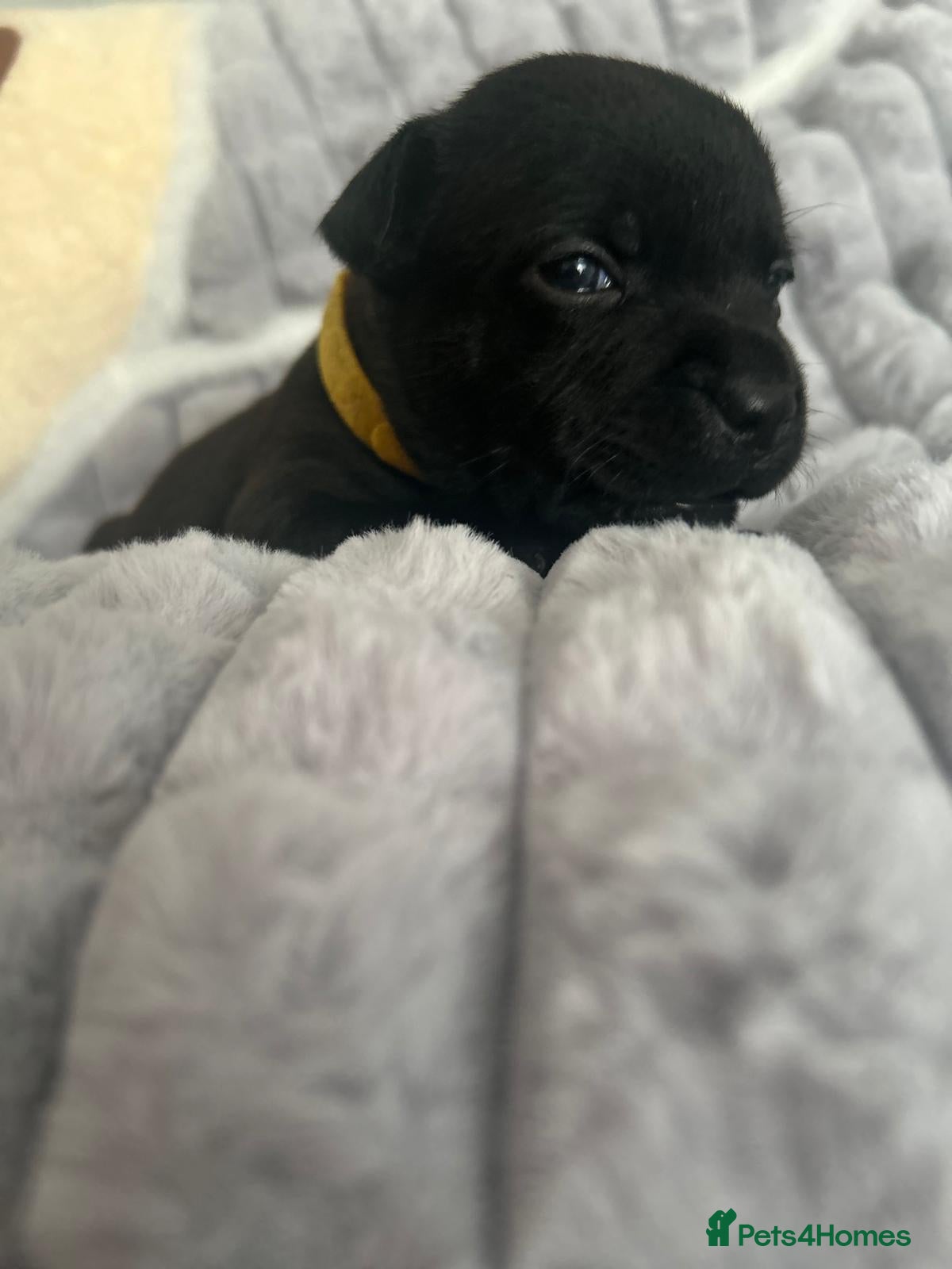 Staffordshire Bull Terrier dogs Staffordshire bull terrier 3 black girls left 😍 - Advert 2