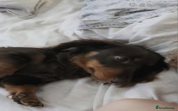 Miniature Dachshund dogs for sale: Chocolate & tan long haired miniature dachsund - Image 3