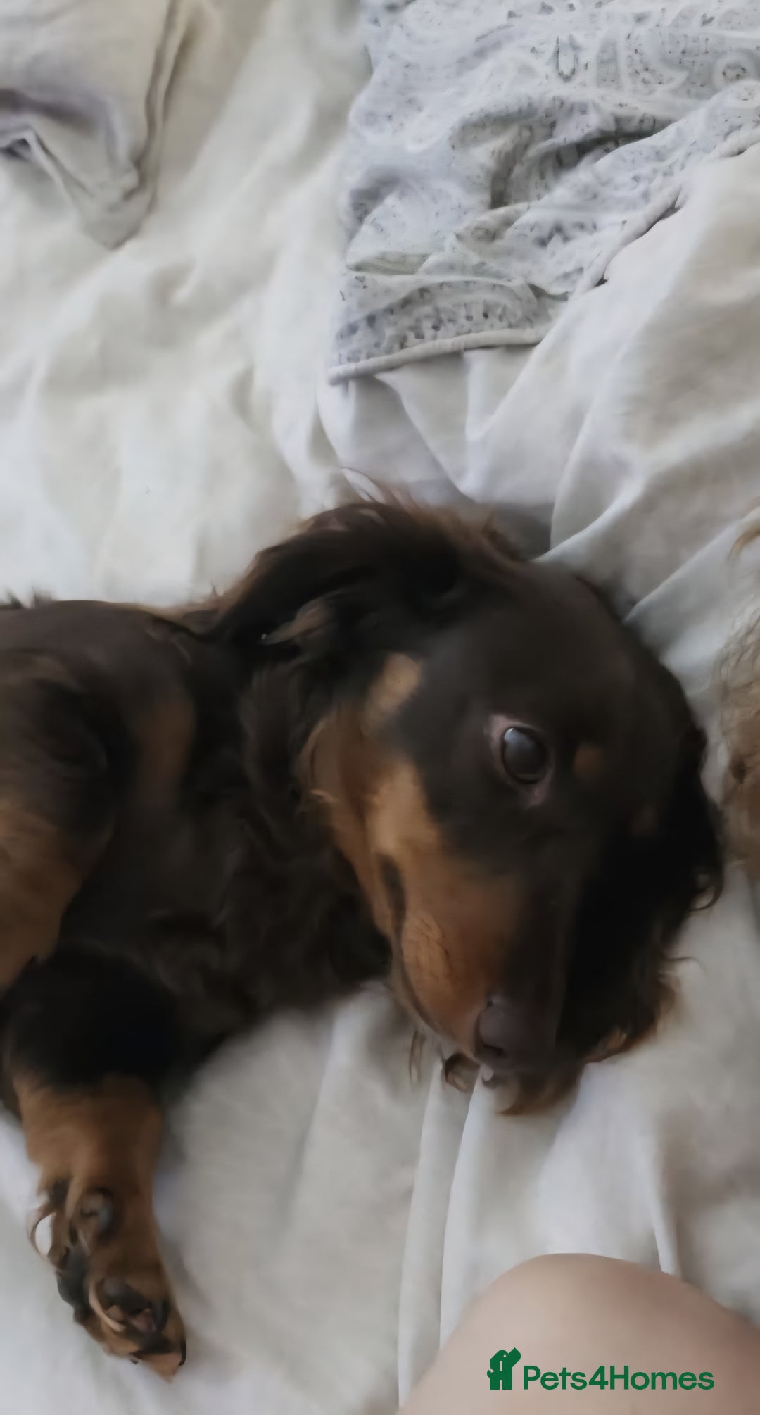 Miniature Dachshund dogs for sale: Chocolate & tan long haired miniature dachsund - Image 3