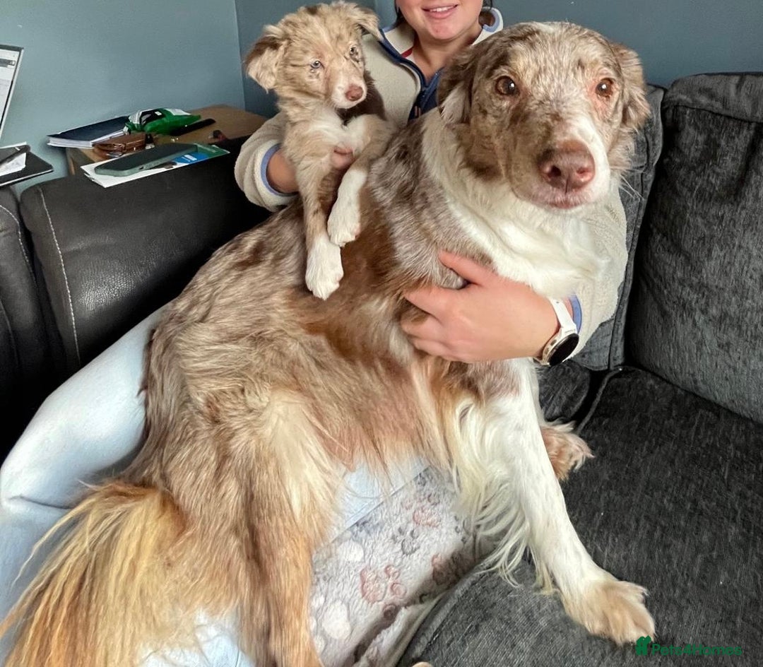 Border Collie dogs for sale: 10 week old Border collie  - Advert 2