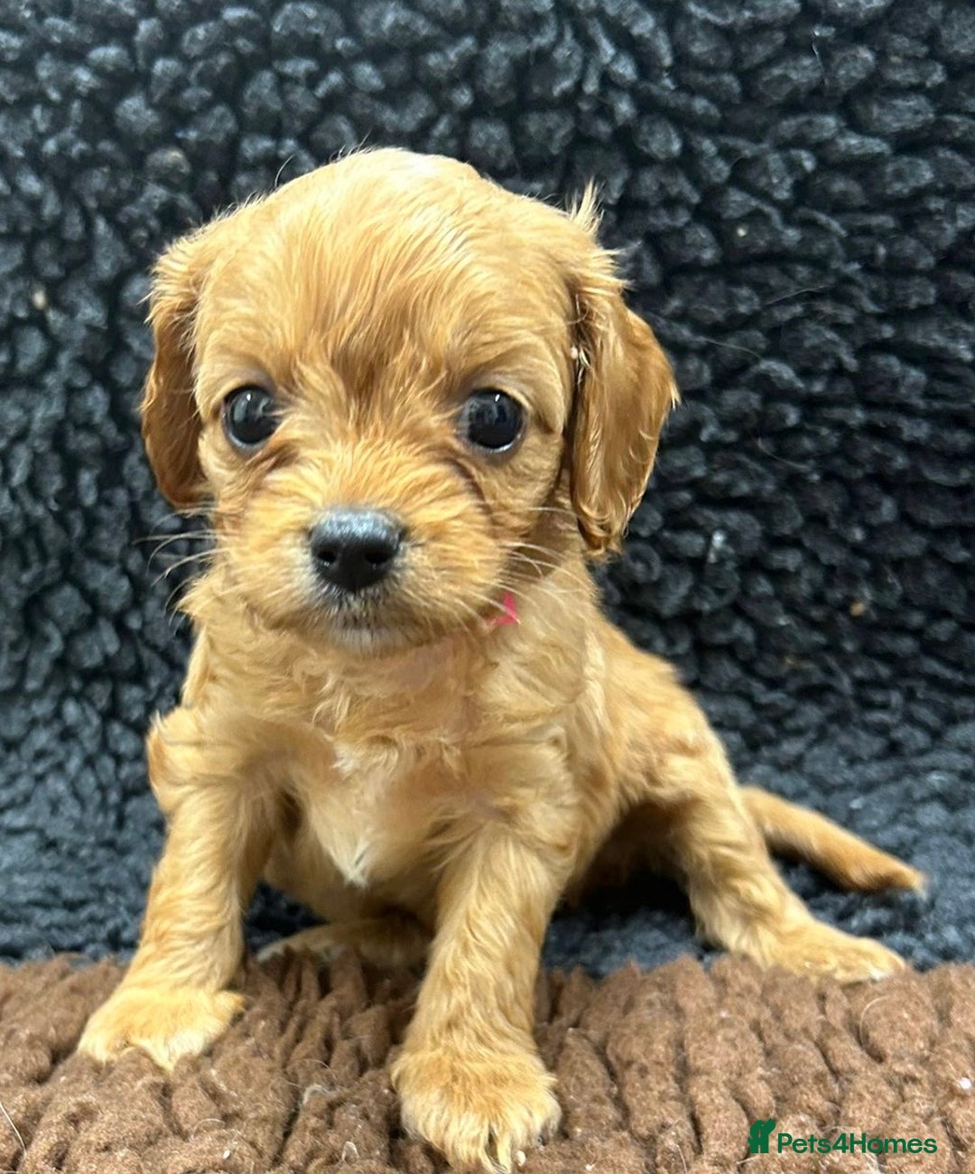 Cavapoo dogs for sale: Beautiful fully DNA tested Cavapoo's  - Image 22