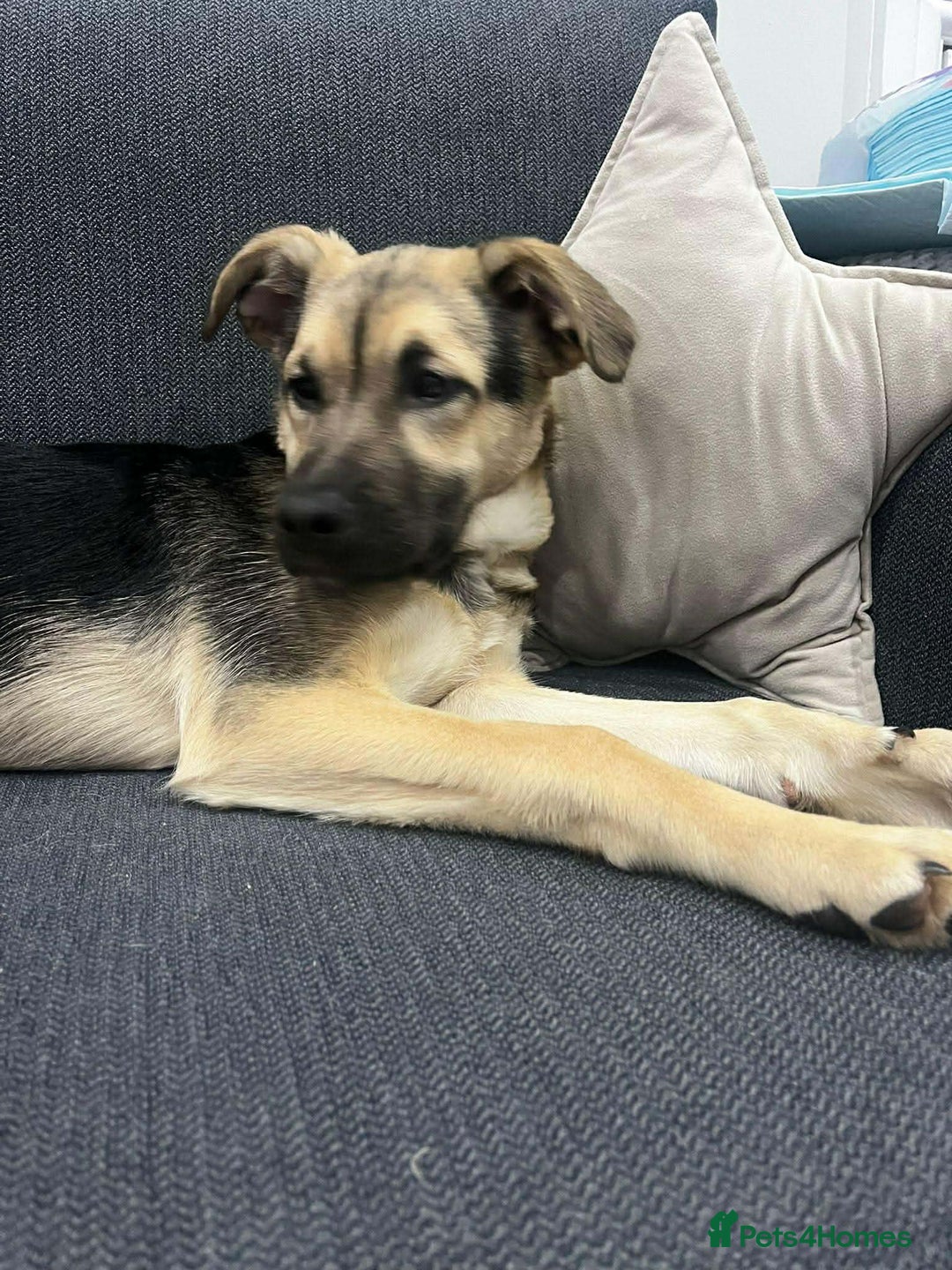 Mixed Breed dogs for adoption: LILY - gentle pup/friendly/good with kids/loving - Advert 6