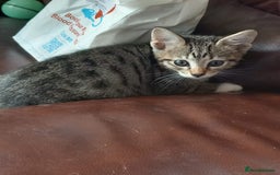Mixed Breed cats for sale: Kittens F5 savannah - Image 4