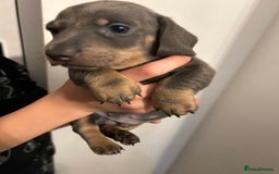 Dachshund dogs for sale: 5 stunning Dachshund puppies - Image 7