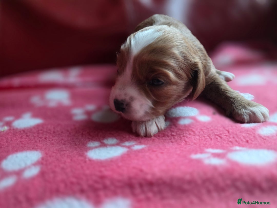 Cavapoo dogs for sale: F1 cavapoos  - Advert 6