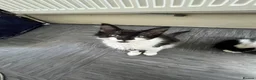 Mixed Breed cats for sale: Kittens with large personalities  in London - Advert 8