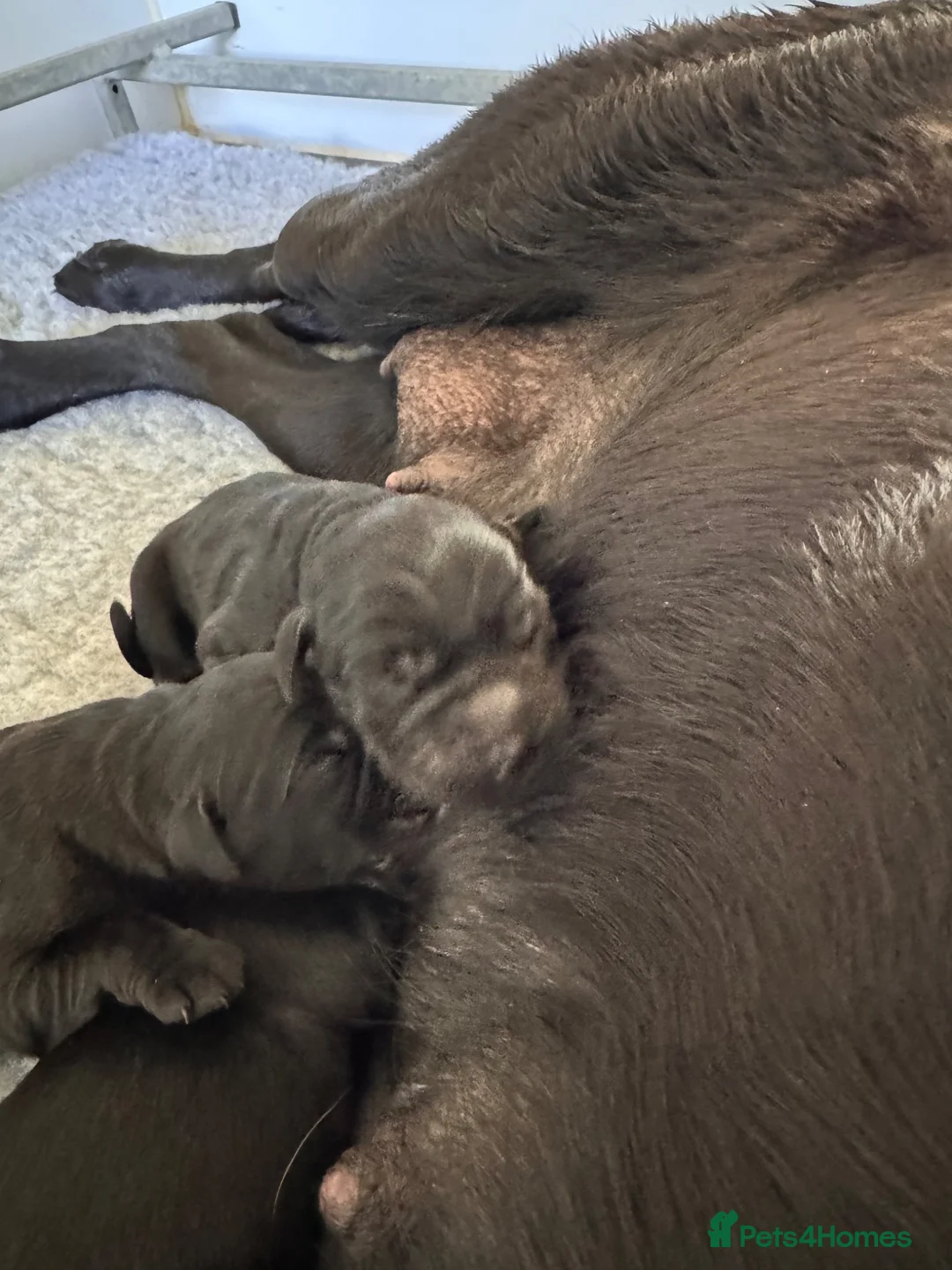 Labrador Retriever dogs for sale: Khakicampbel Sapphire x Striker Jake  - Advert 2