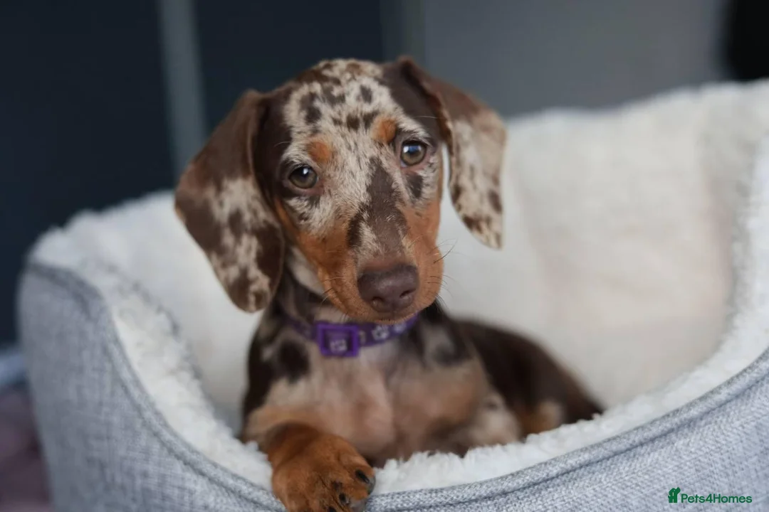 Miniature Dachshund dogs for sale: KC Miniature Dachshund puppies  - Advert 2
