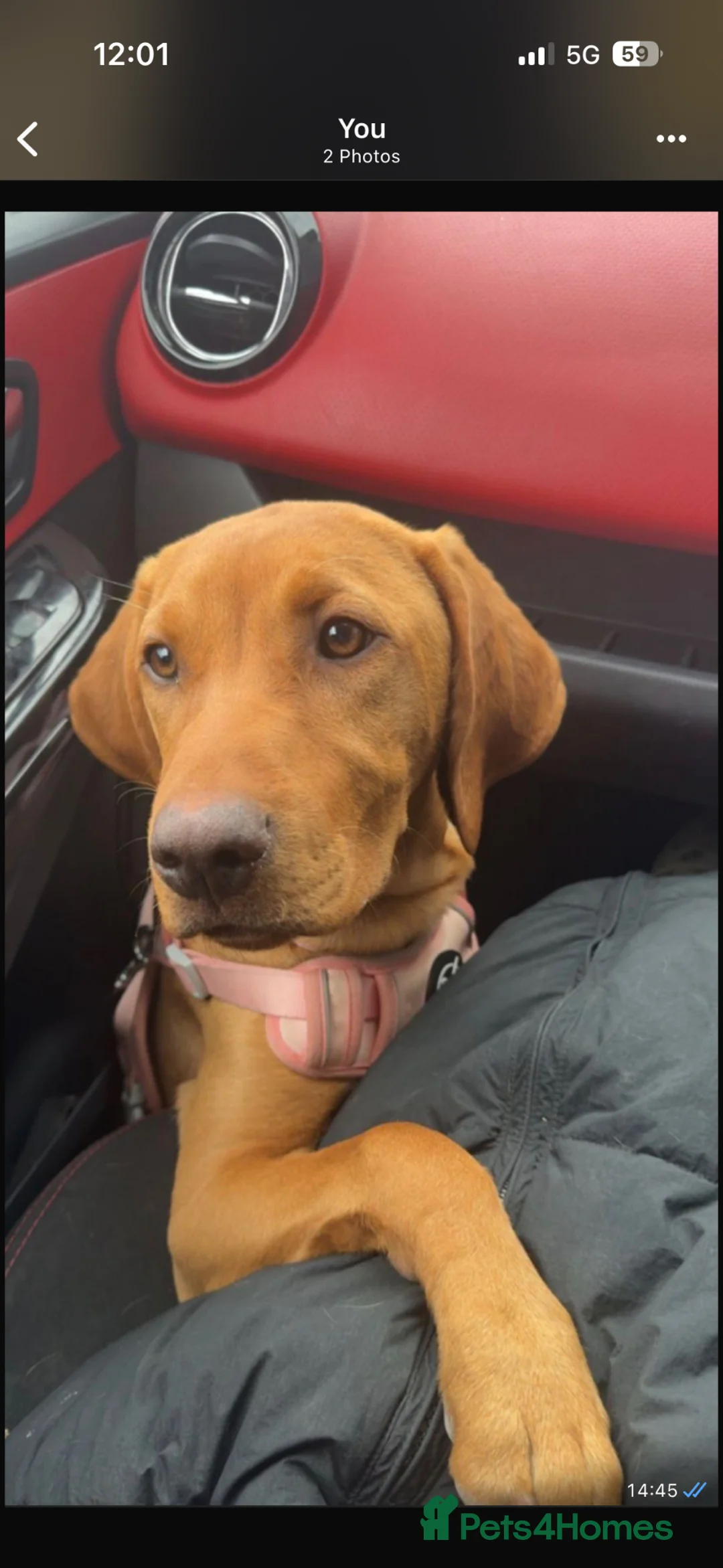 Mixed Breed dogs for sale: Looking for a loving home  - Advert 1