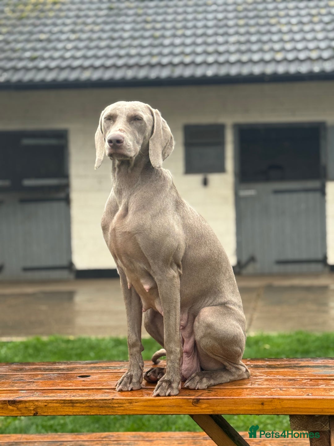 Weimaraner dogs for sale: ✨READY NOW✨ LAST FEW GIRLS✨ KC Reg Pups  ✨ - Advert 15
