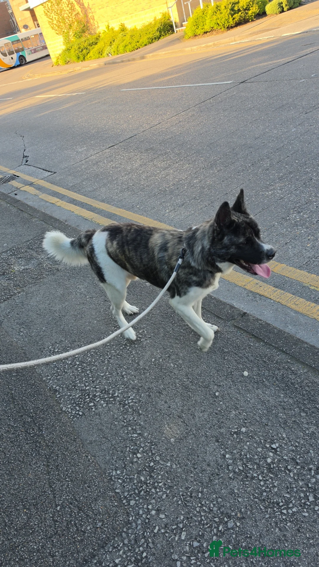 Akita dogs for sale: Akita in Hull - Advert 1