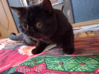 Exotic cats GCCF REGISTERED ACTIVE EXOTIC KITTENS - Advert 4