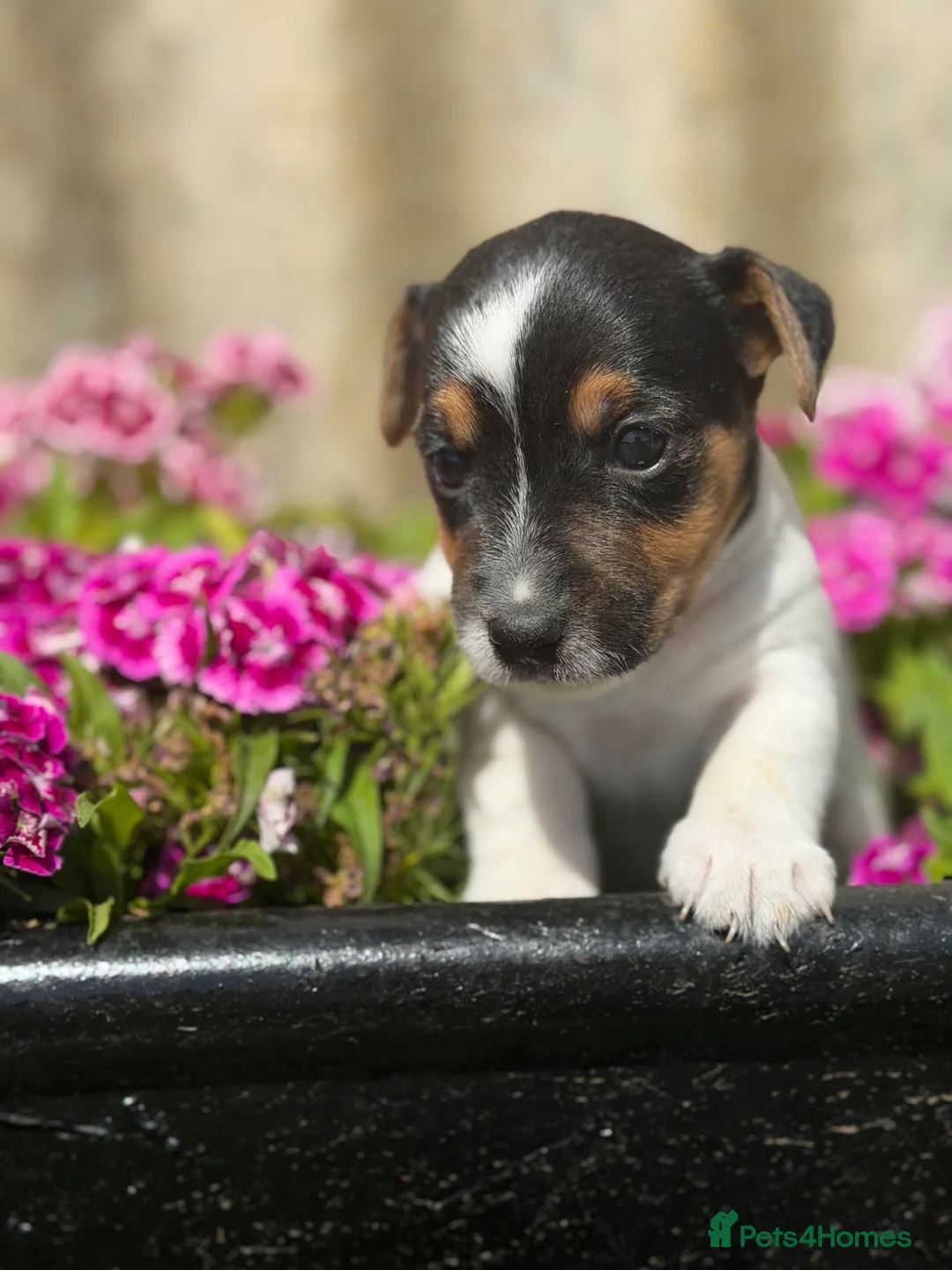 Jack Russell dogs for stud: Jack Russell proven stud dog  - Advert 2