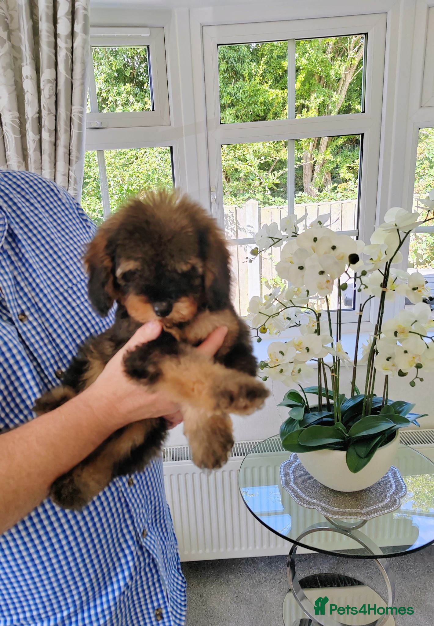Cavapoo dogs  BEAUTIFUL DNA HEALTH TESTED PARENTS TOY CAVAPOO   - Advert 2