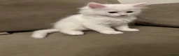 Mixed Breed cats for sale: Half Turkish van fluffy kittens! - Advert 11