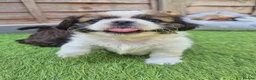 Shih Tzu dogs for sale: Shih-tzu pups  - Advert 8