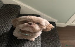 Shih Tzu dogs for stud: Lilac imperial shih tzu for stud in Clydebank - Image 3