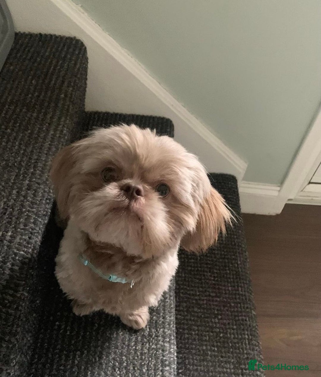 Shih Tzu dogs for stud: Lilac imperial shih tzu for stud in Clydebank - Image 3