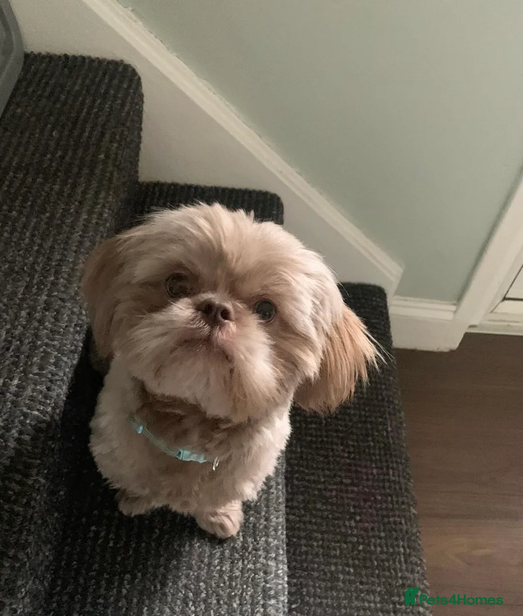 Shih Tzu dogs for stud: Lilac imperial shih tzu for stud in Clydebank - Advert 3