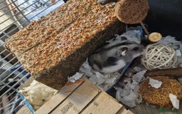 Hamster rodents for sale: STUNNING RUSSIAN HAMSTER 🐹  - Image 2