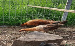Chickens poultry for sale: Pair of Ginger Red Old English Game Bird Juveniles - Image 1