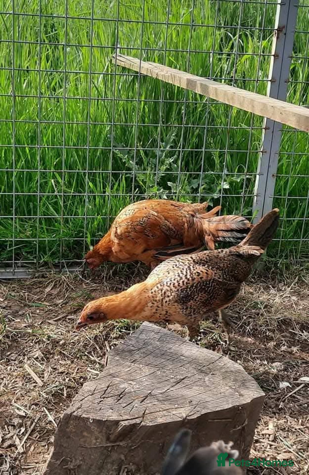 Chickens poultry for sale: Pair of Ginger Red Old English Game Bird Juveniles - Image 1