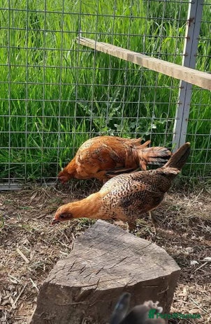 Chickens poultry - Advert 18