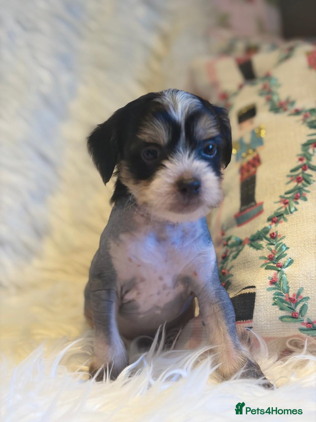 Chinese Crested dogs for sale: KC Reg Chinese created puppies - Advert 17