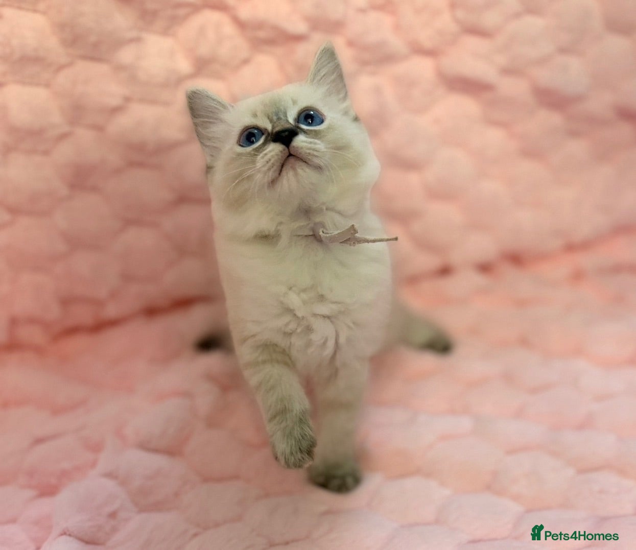 Ragdoll cats ✨ Beautiful Ragdoll Girl Kittens 🩷 - Advert 5