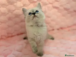 Ragdoll cats ✨ Beautiful Ragdoll Girl Kittens 🩷 - Advert 5