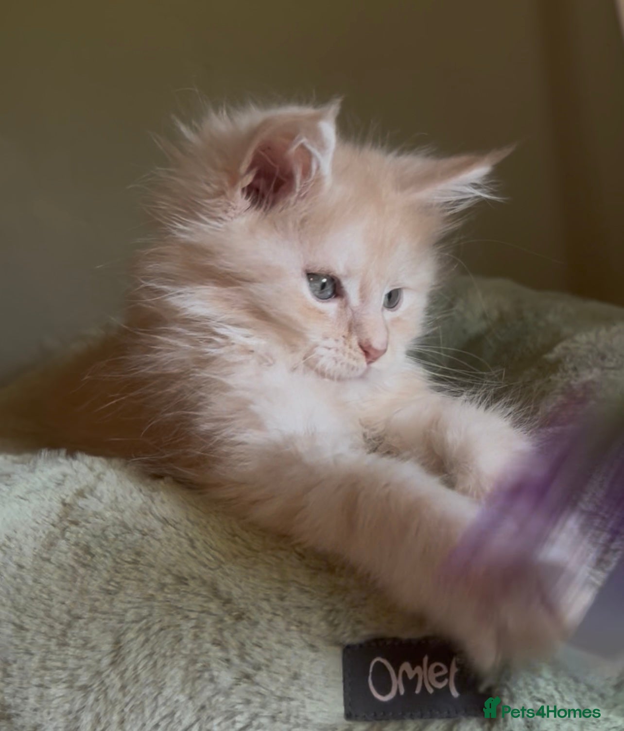 Maine Coon cats for sale: Cream Smoke Tabby Maine Coon Boy READY NOW - Advert 1
