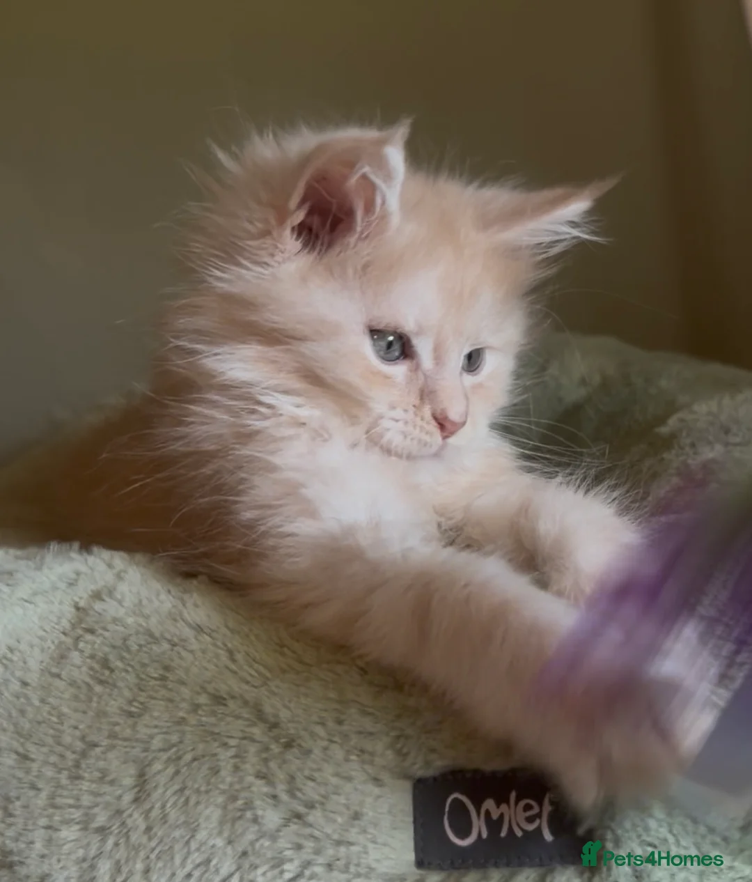 Maine Coon cats for sale: Cream Smoke Tabby Maine Coon Boy READY NOW in Dorking - Advert 1