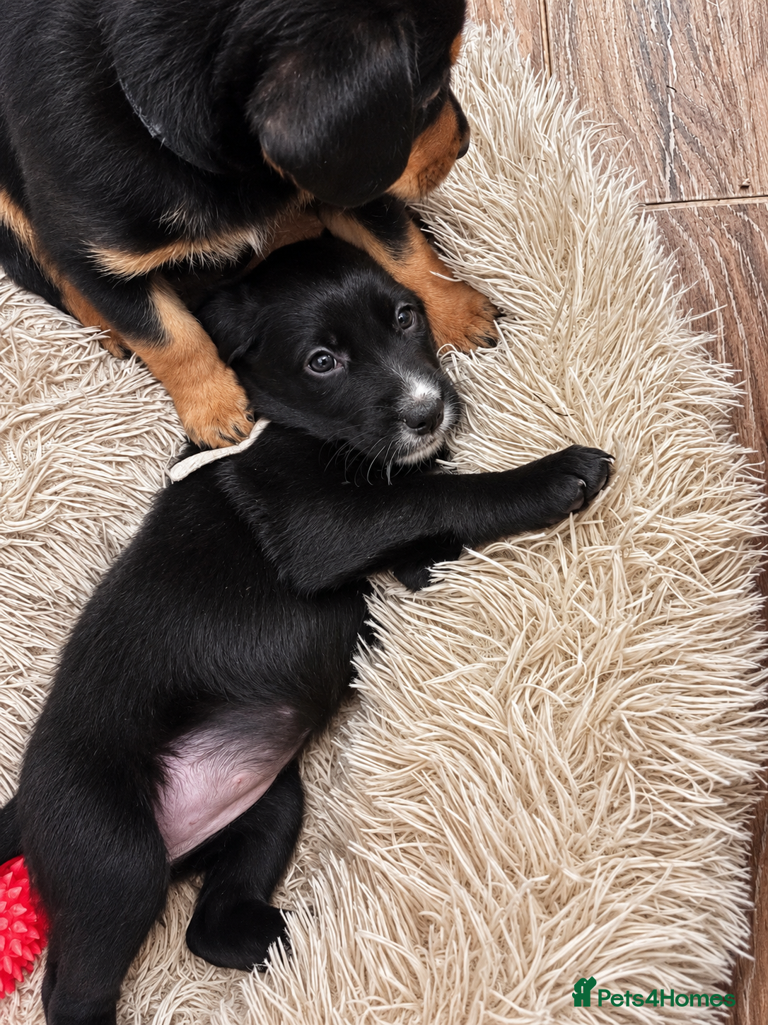 Mixed Breed dogs 🐾 Beautiful Colipoo Pups 2 LEFT    - Advert 2