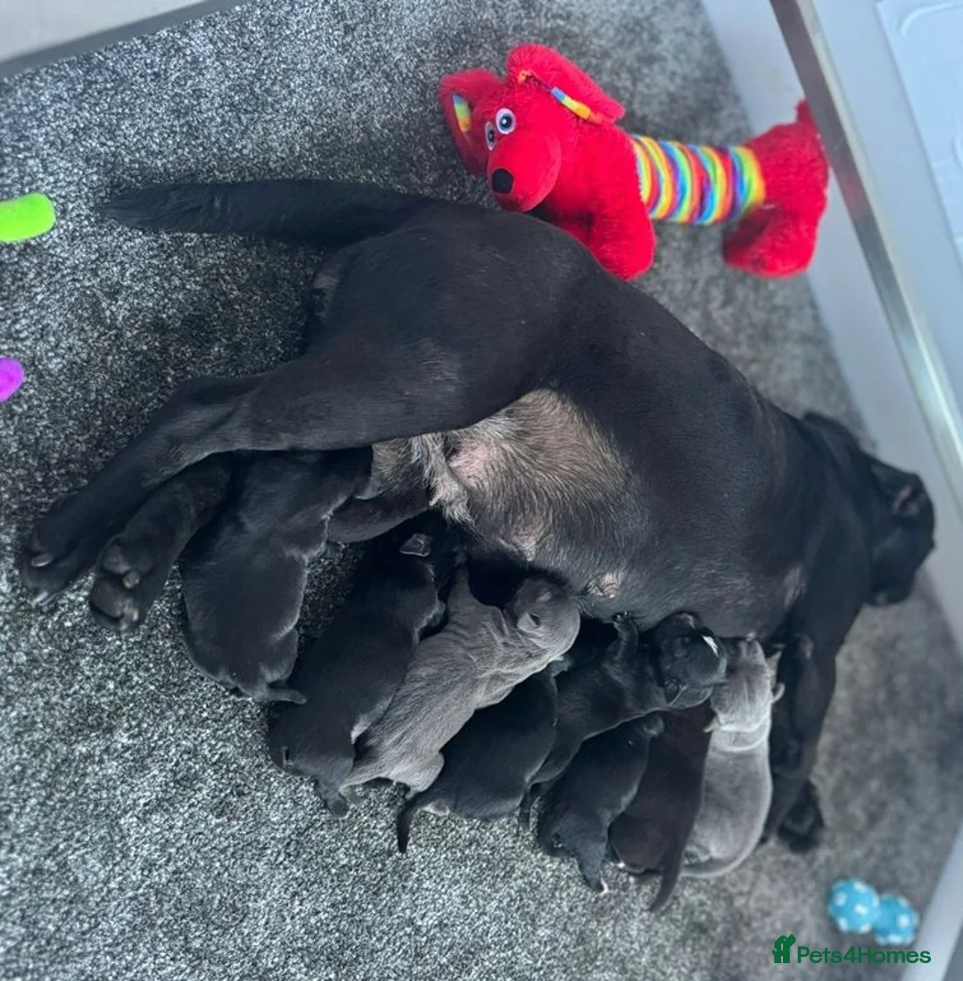 Staffordshire Bull Terrier dogs for sale: Blue Brindle Staffordshire bull terrier Puppies - Advert 5
