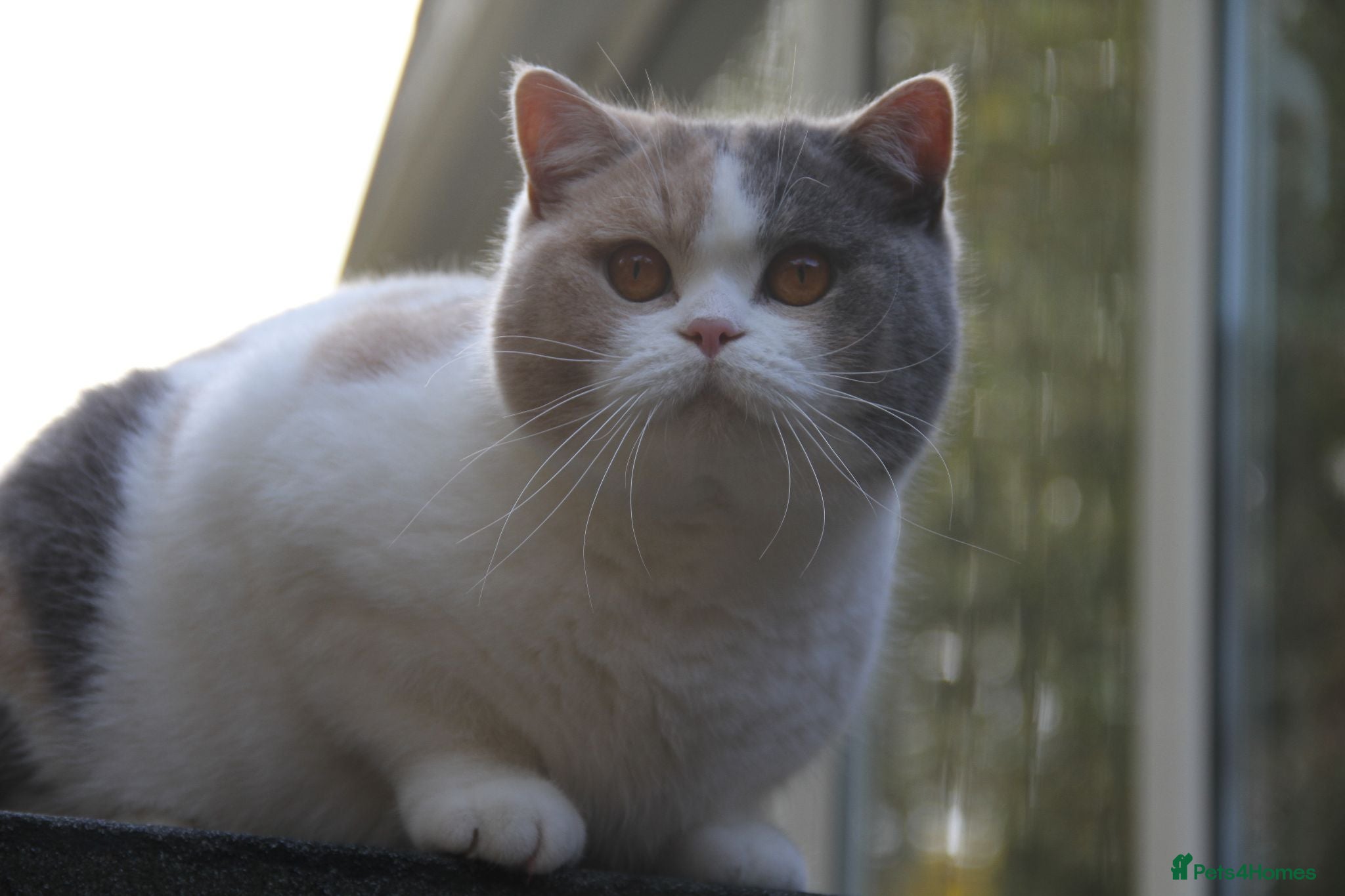 British Shorthair cats British shorthair kittens  - Advert 1