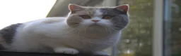 British Shorthair cats for sale: British shorthair kittens  - Advert 1