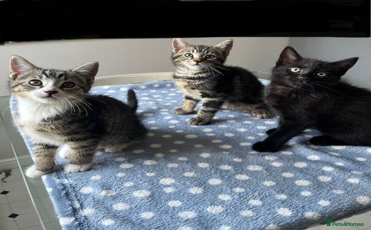 Mixed Breed cats - Advert 2