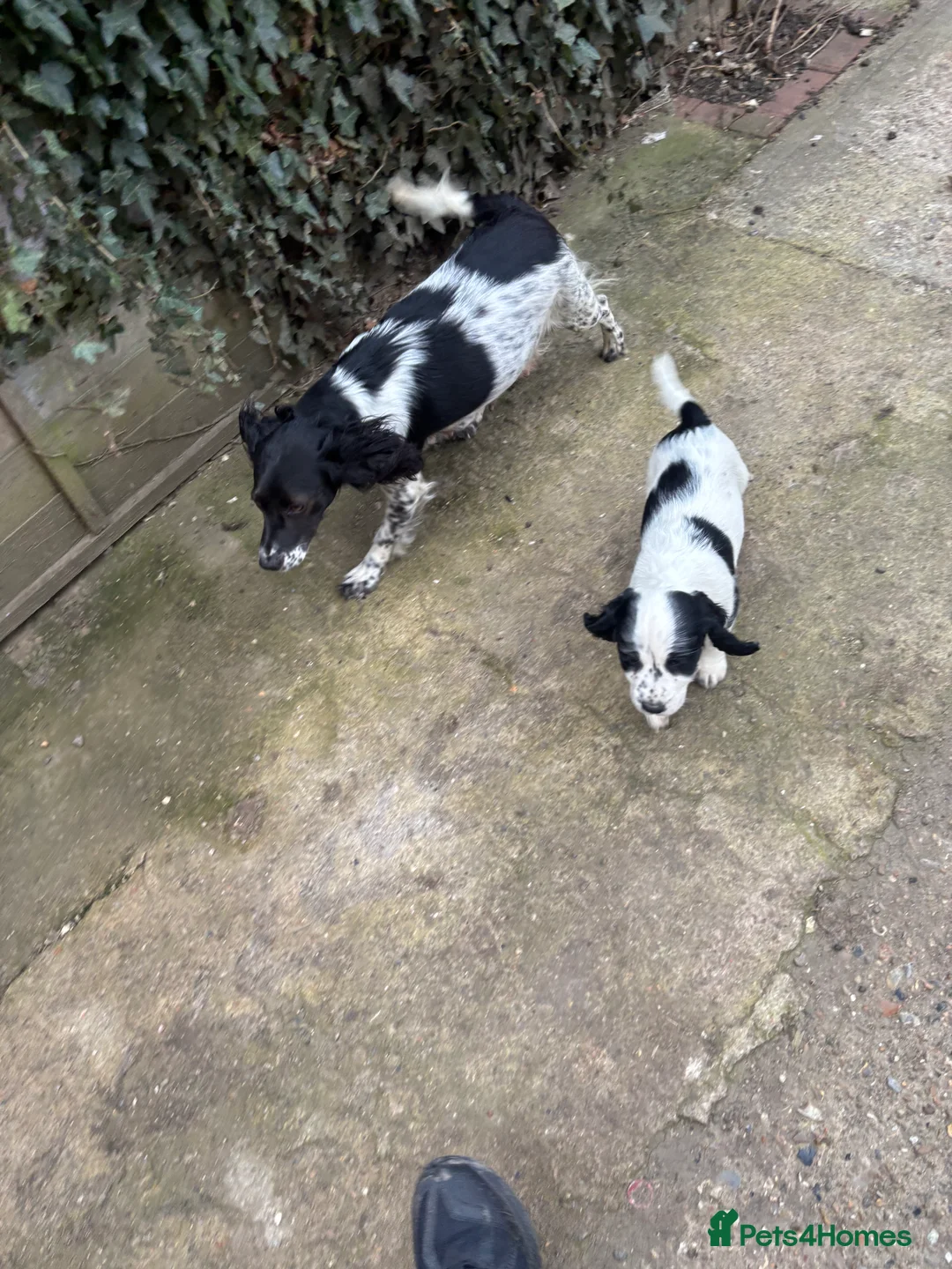 Cocker Spaniel dogs for sale: Cocker spaniel puppy  - Advert 3