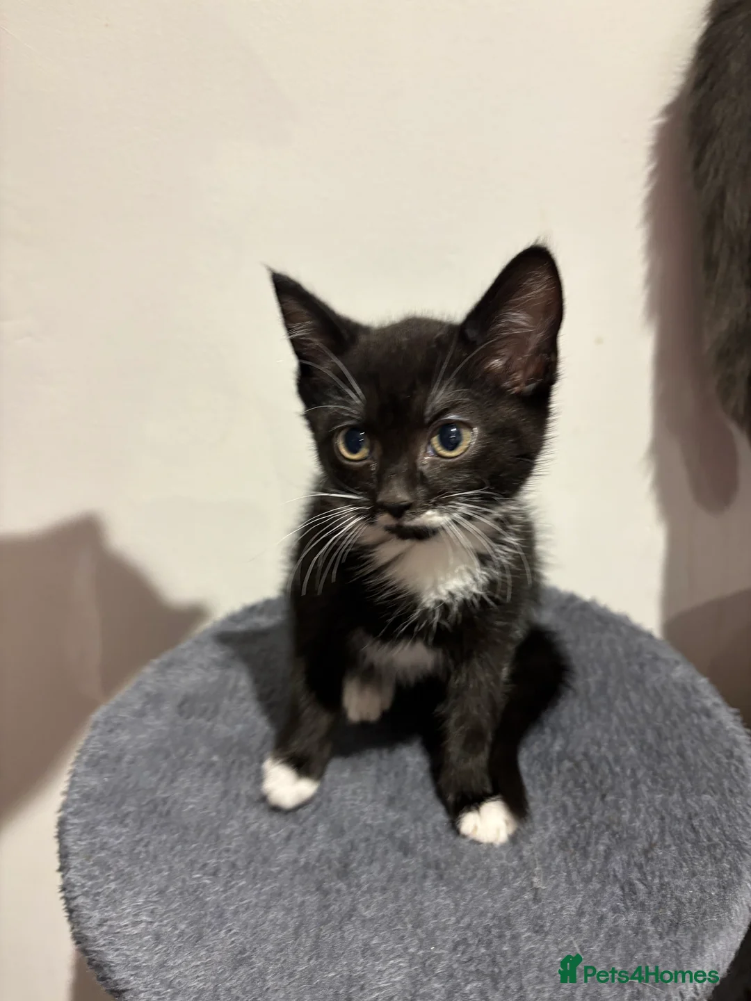 Domestic Shorthair cats for sale: Kittens for sale - Advert 5