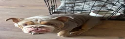 English Bulldog dogs for sale: my luna is up for sale  - Advert 5